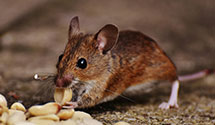24 Hour & Emergency Exterminators in Springdale, SC